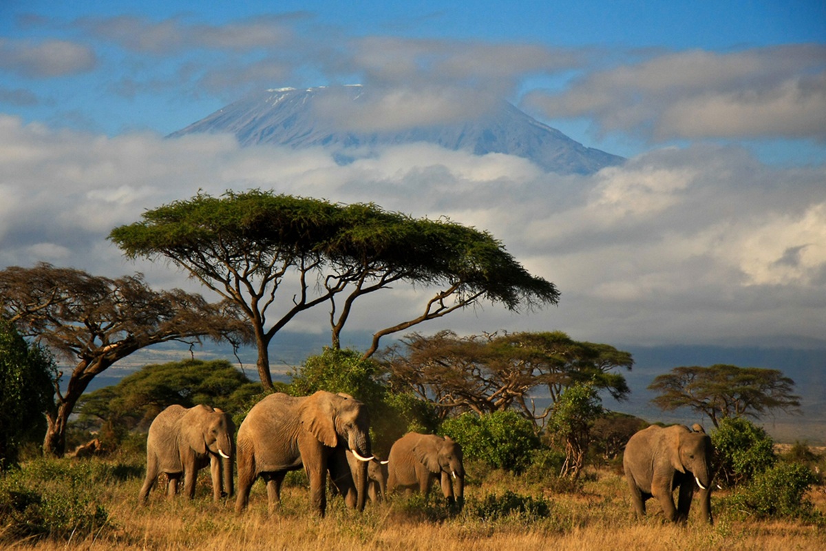 Le Kenya ambitionne d’accueillir quasiment le double de visiteurs internationaux par an, en passant de 2,7 à 5 millions de visiteurs internationaux - Depositphotos.com, dmussman