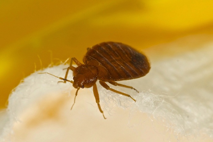 Le label « Bed Bugs Project » vise à renforcer la confiance des touristes face à la menace des punaises de lit dans les hébergements - DepositPhotos.com, jareynolds