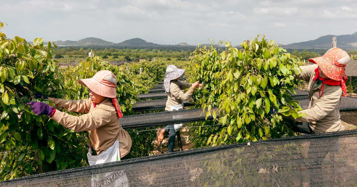 Kampot Pepper Revives in Cambodia After Decades of Obscurity