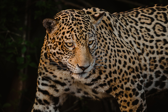 © Donal Boyd