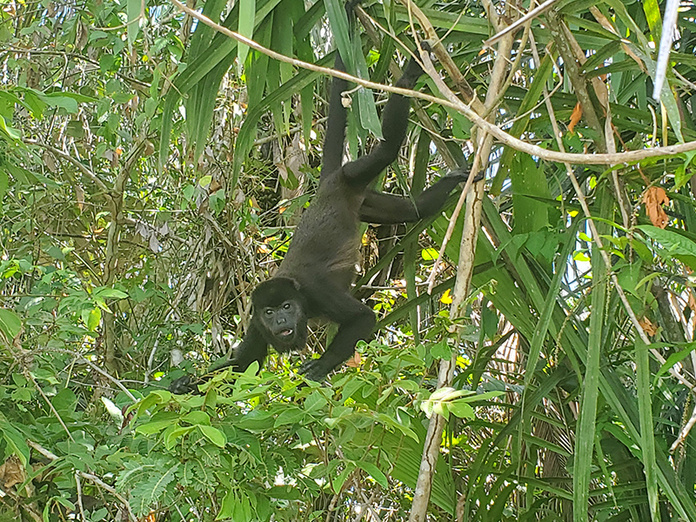 Dans la canopée panaméenne, le singe hurleur se laisse parfois apercevoir entre les feuillages © Terra Panama