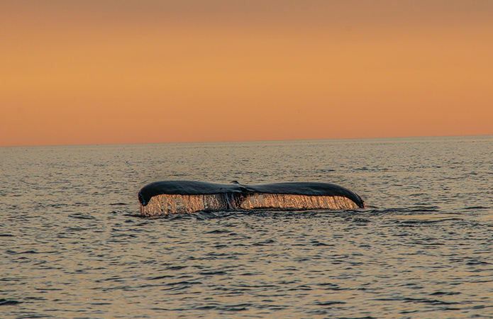 Baleine / Baie de Fundy  © Susan Hill